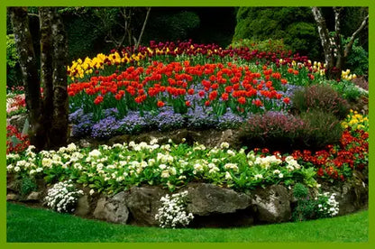 Varieties of Flower Seeds (Pack of 100)