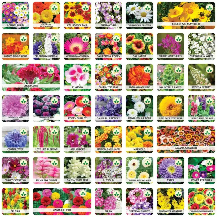 Varieties of Flower Seeds (Pack of 100)